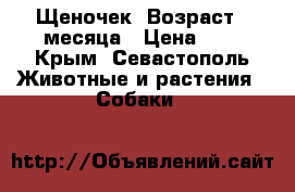 Щеночек. Возраст 4 месяца › Цена ­ 1 - Крым, Севастополь Животные и растения » Собаки   